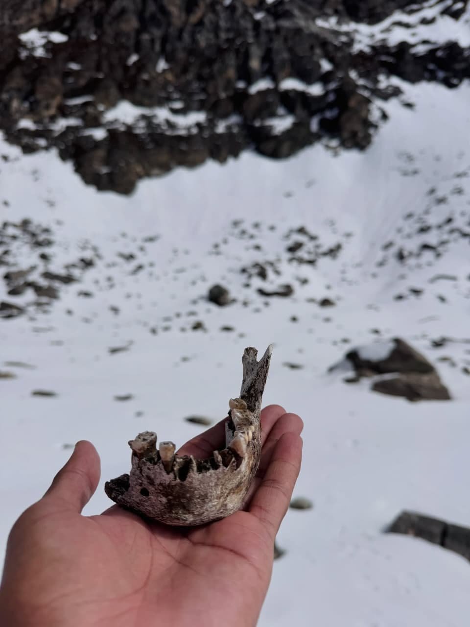 Skeletal remains in snow near Roopkund